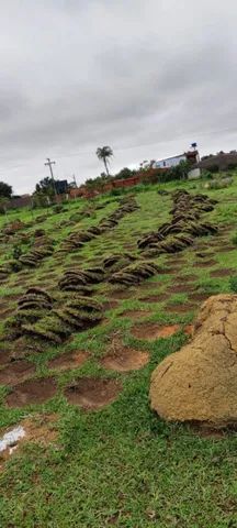 Grama batatais por metro ou caminhão fechado 