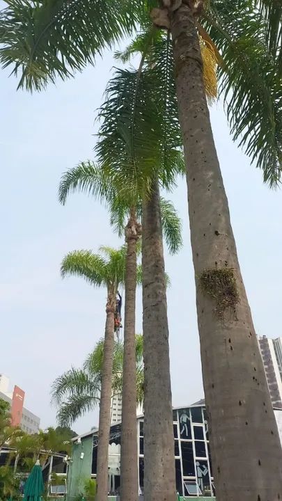 Serviço Profissional de Corte e Poda de Árvore  - Foto 3
