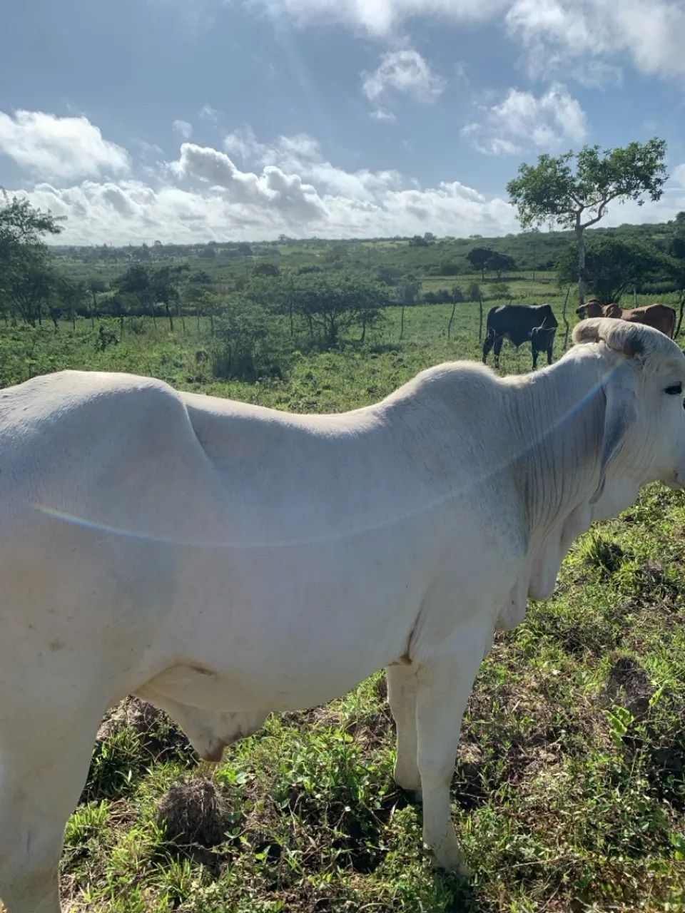 Vendo 8 bezerros para engorda - Foto 2