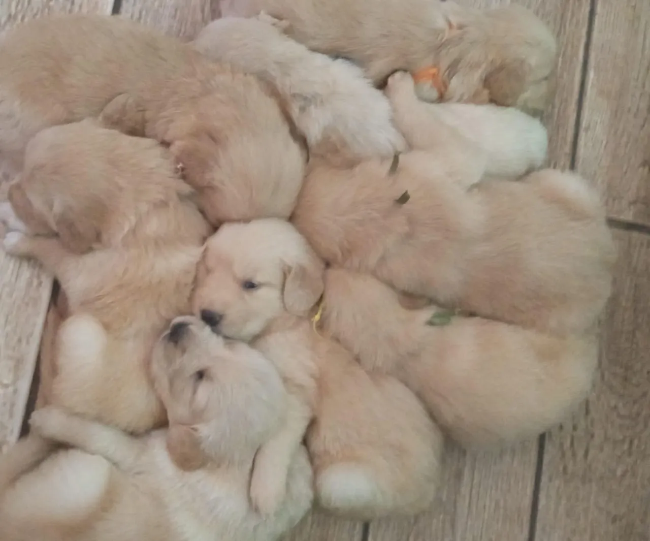 Filhotes de Golden Retriever