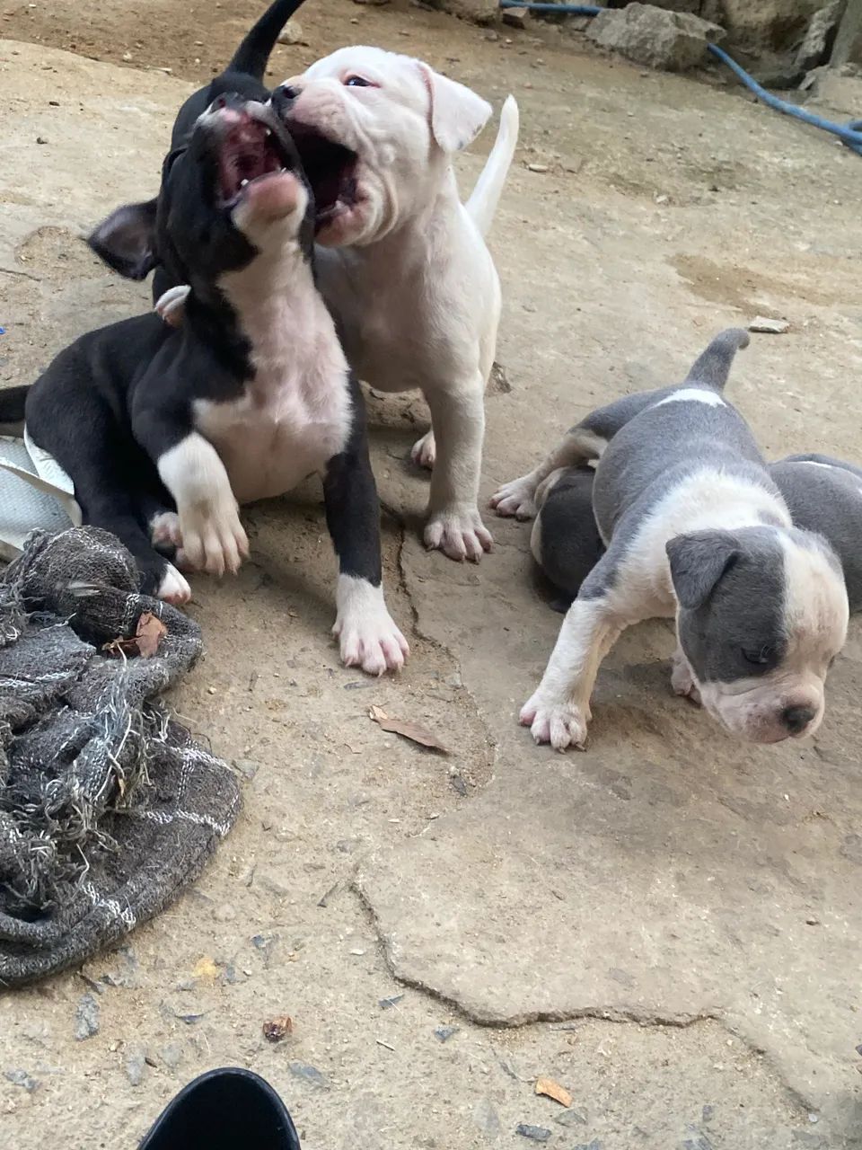 American bully - Foto 4