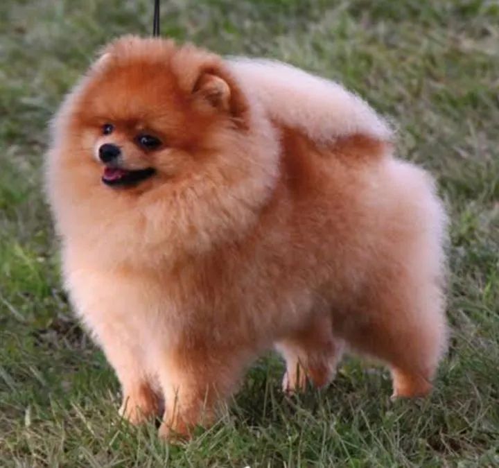 Spitz alemão anão  - Foto 4