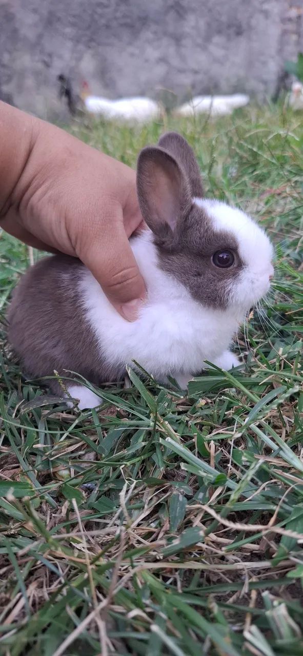 bebê  de mine coelho netherland dwarf fêmeas 