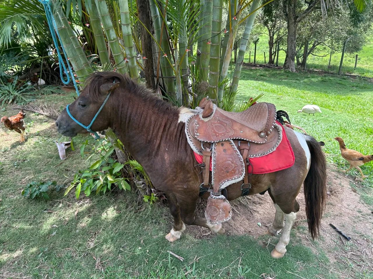 Mini Pônei - Pequeno e charmoso - Foto 3