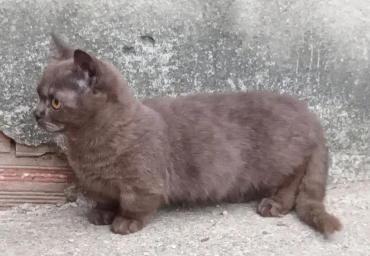 Gato Munchkin, Gato Anão, Mini Gato, Gato Rebaixado, Perna curta - Foto 6