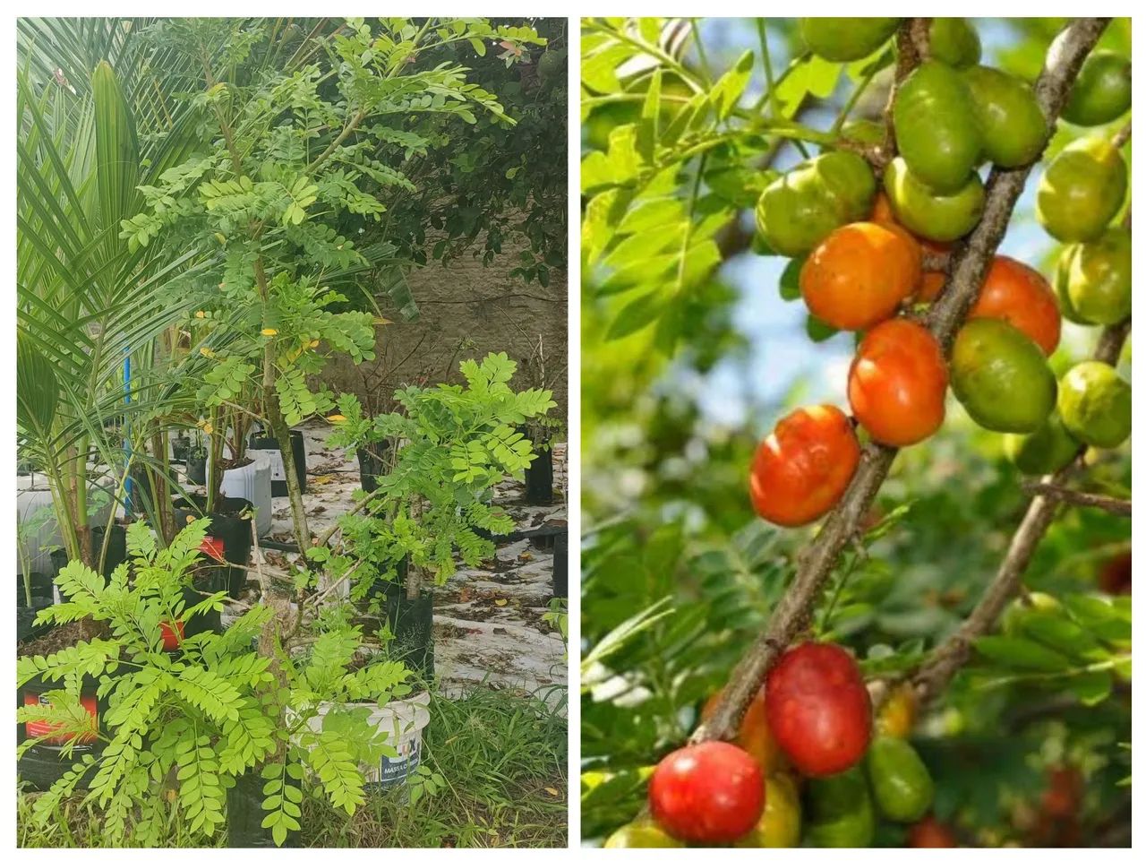 Mudinhas de tomate cereja para cultivar em casa! - Foto 5