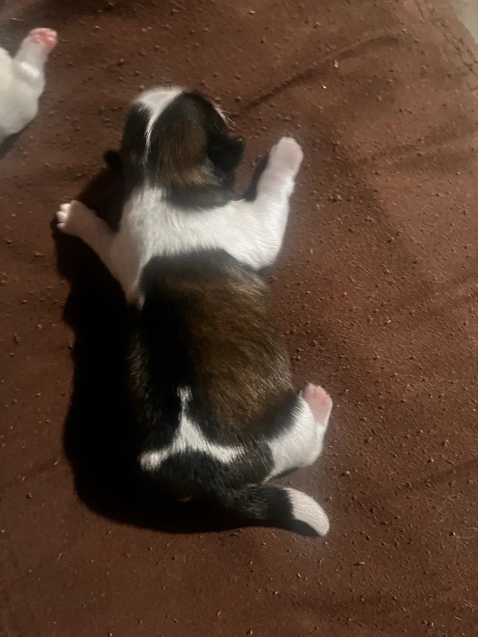 FILHOTES SHIH TZU MACHOS - Prontos para Novo Lar! - Foto 6