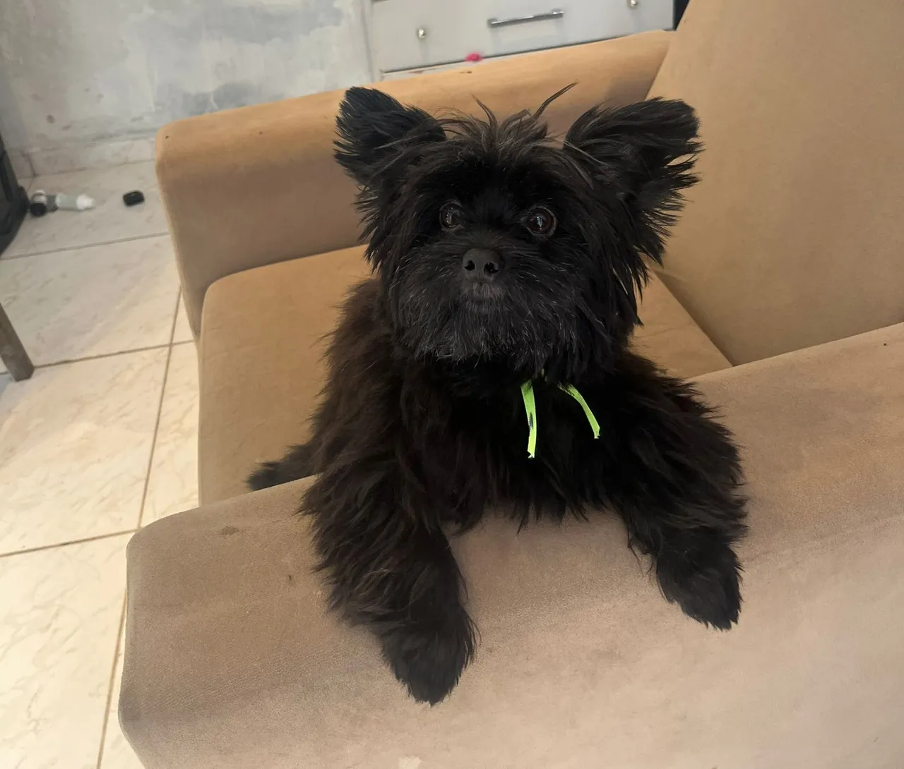 Lulu da pomerania linda ela, <br>