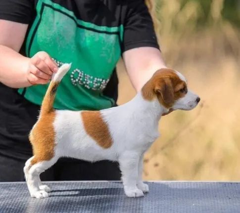 Jack Russell Babys Miniatura com Pedigree e Microchip