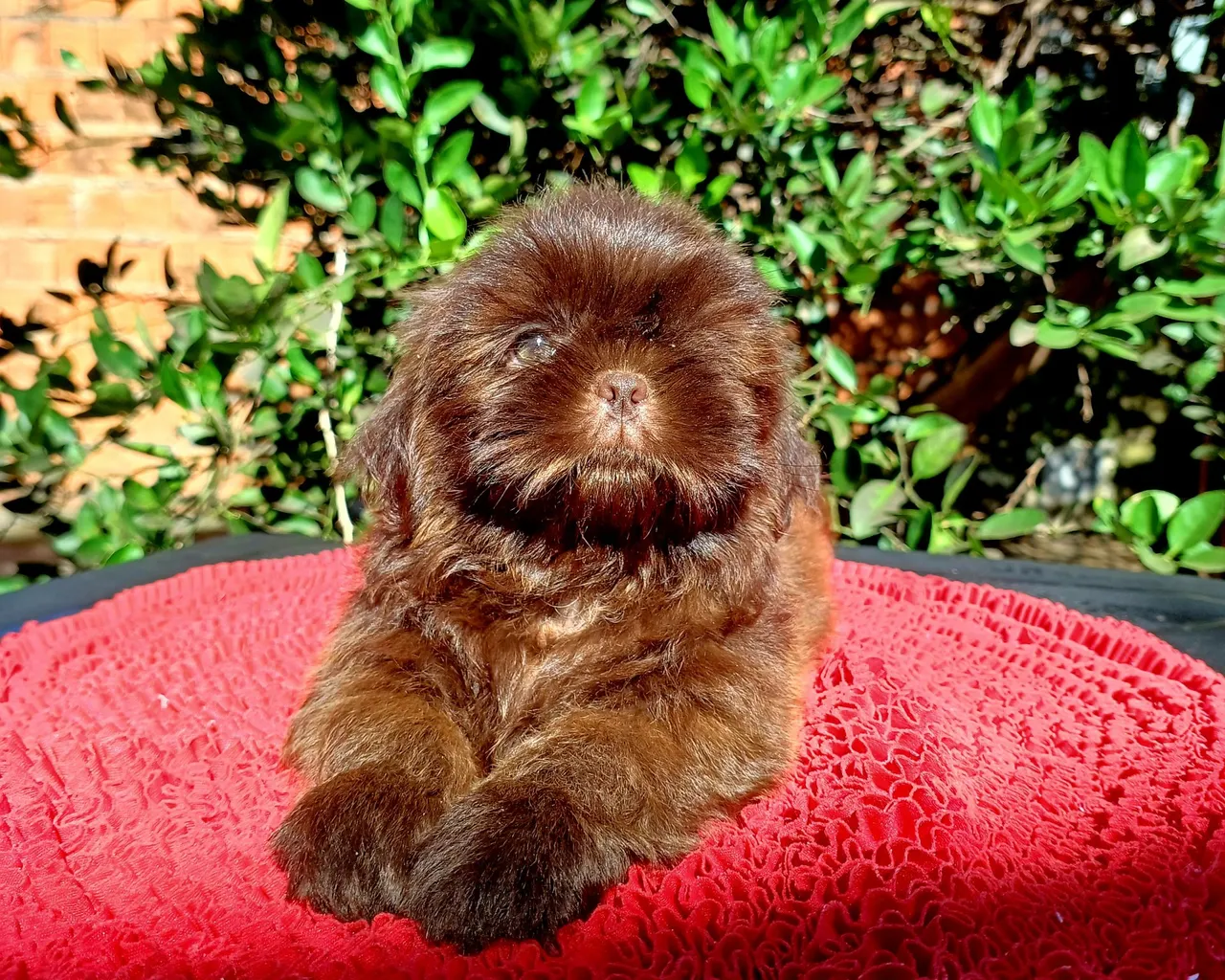 Filhote Shih Tzu macho chocolate ?