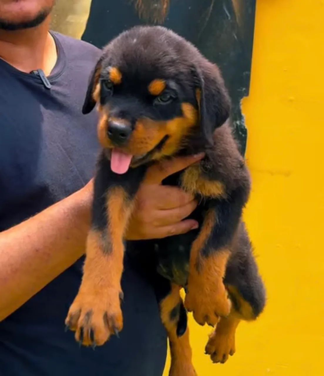 Filhote de Rottweiler - Canil Tempo de Kairós - Foto 3