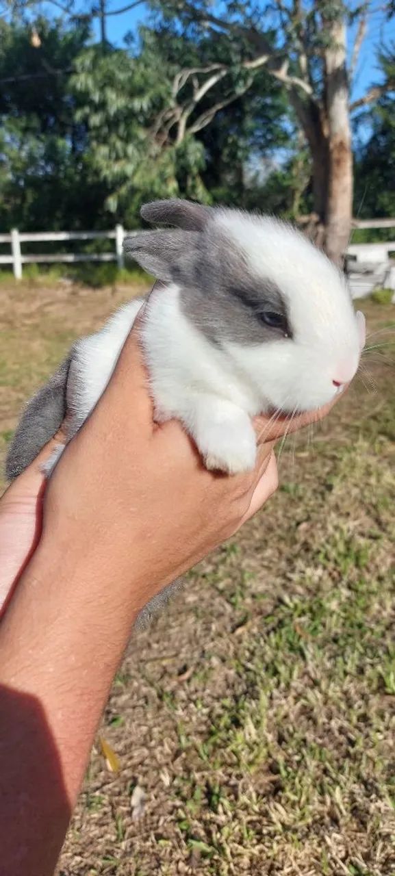 Coelho Mini Rex Holandês Branco e Cinza - Foto 2