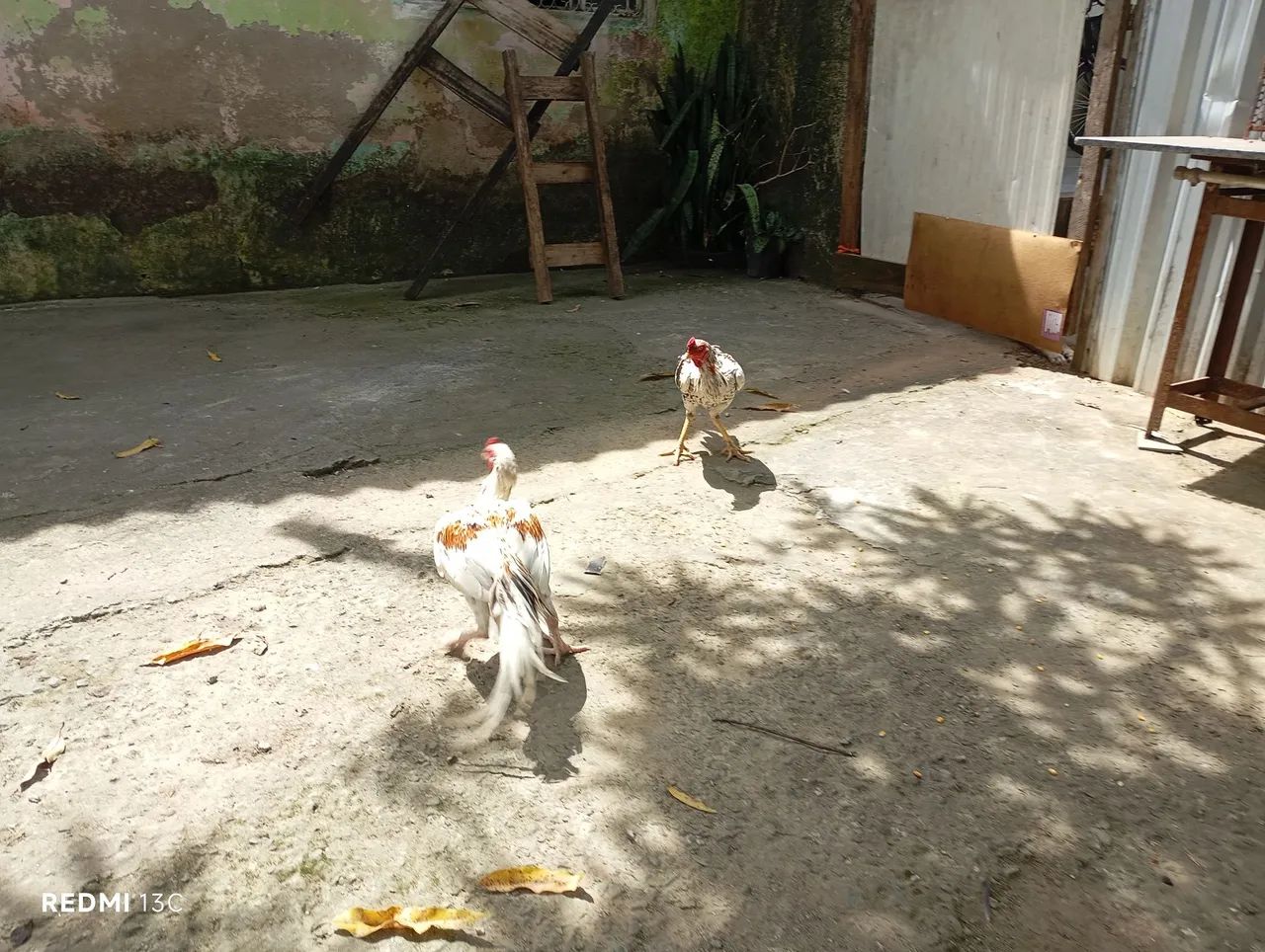 2 frangão e 1 franga china pura - Foto 2