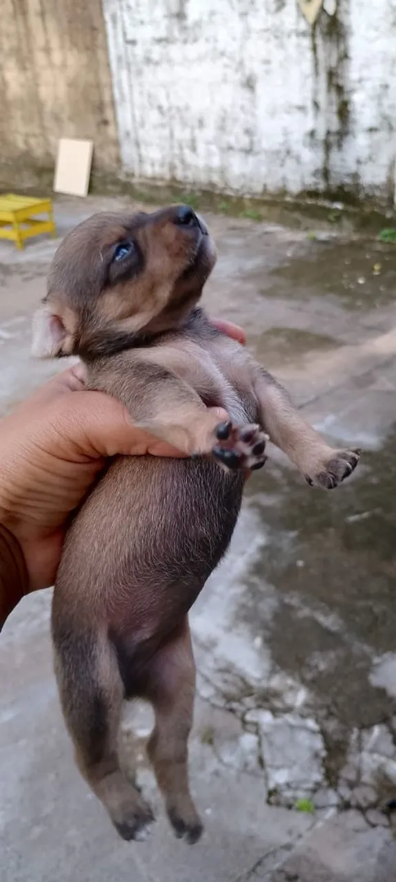 Vende-se filhotes de pinscher nº 1 com cadela de raça indefinida.