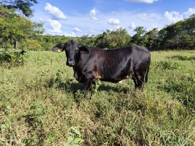 8 Novilhas leiteiras prenhas