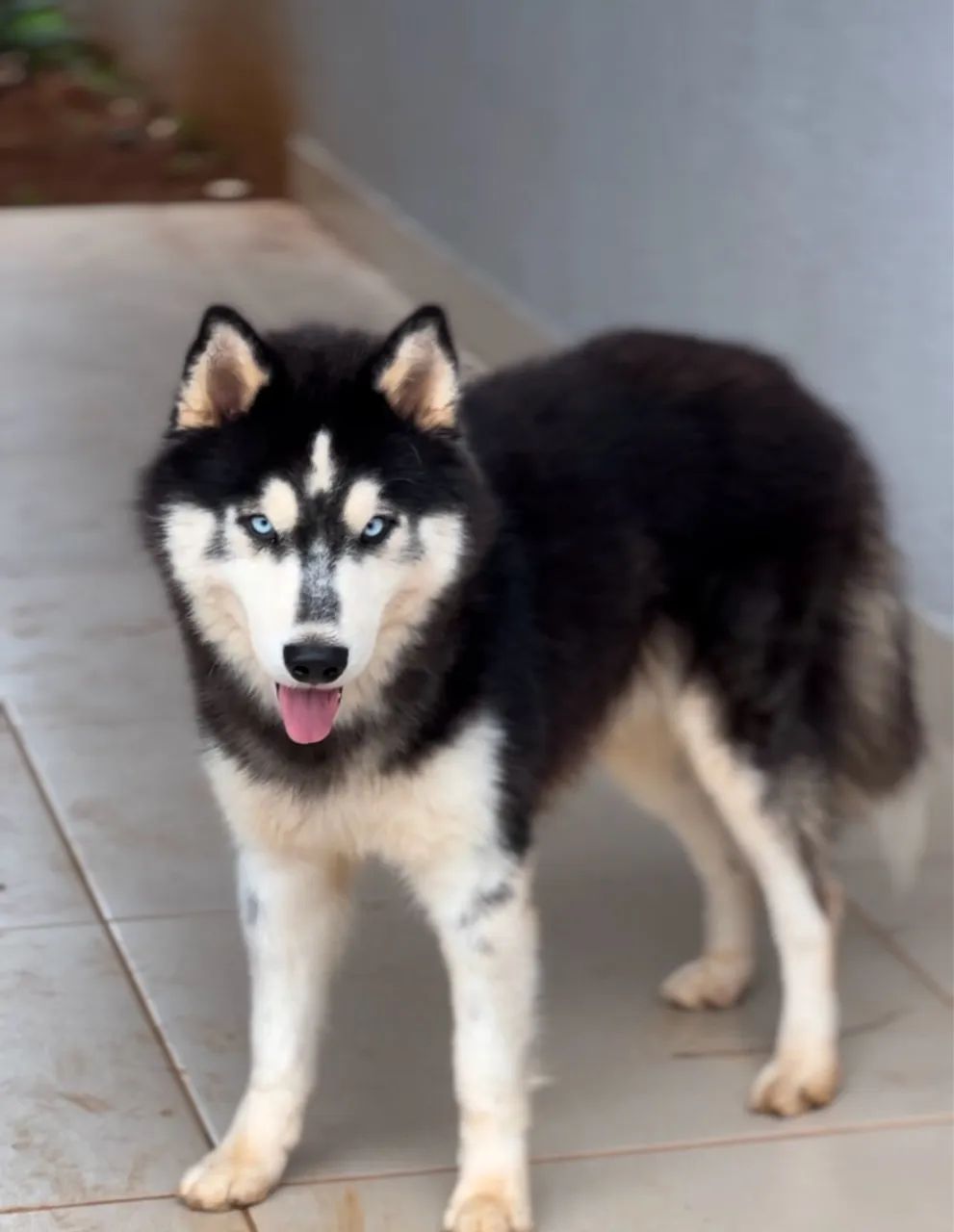 Casal de husky siberiano 