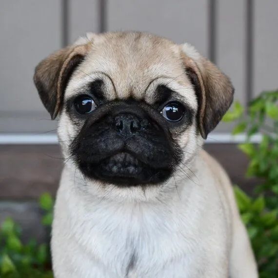 Filhote de Pug Macho e Fêmea Porte Pequeno Vacinados  - Foto 4