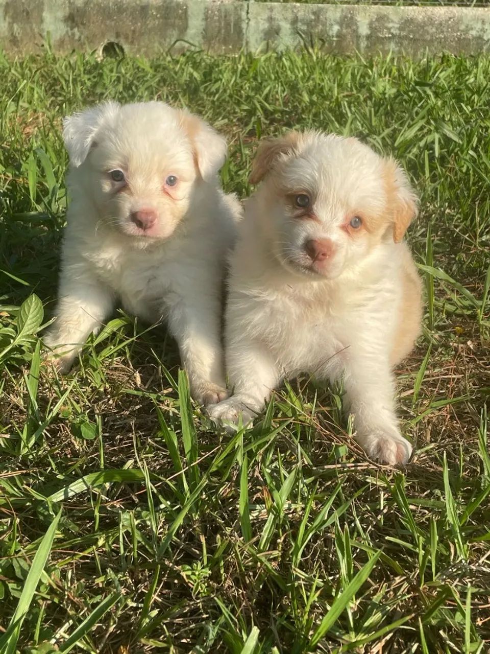 EXÓTICOS E SAUDÁVEIS FILHOTES DE BORDER COLLIE CRIADOS POR MÉDICA VETERINÁRIA. - Foto 3