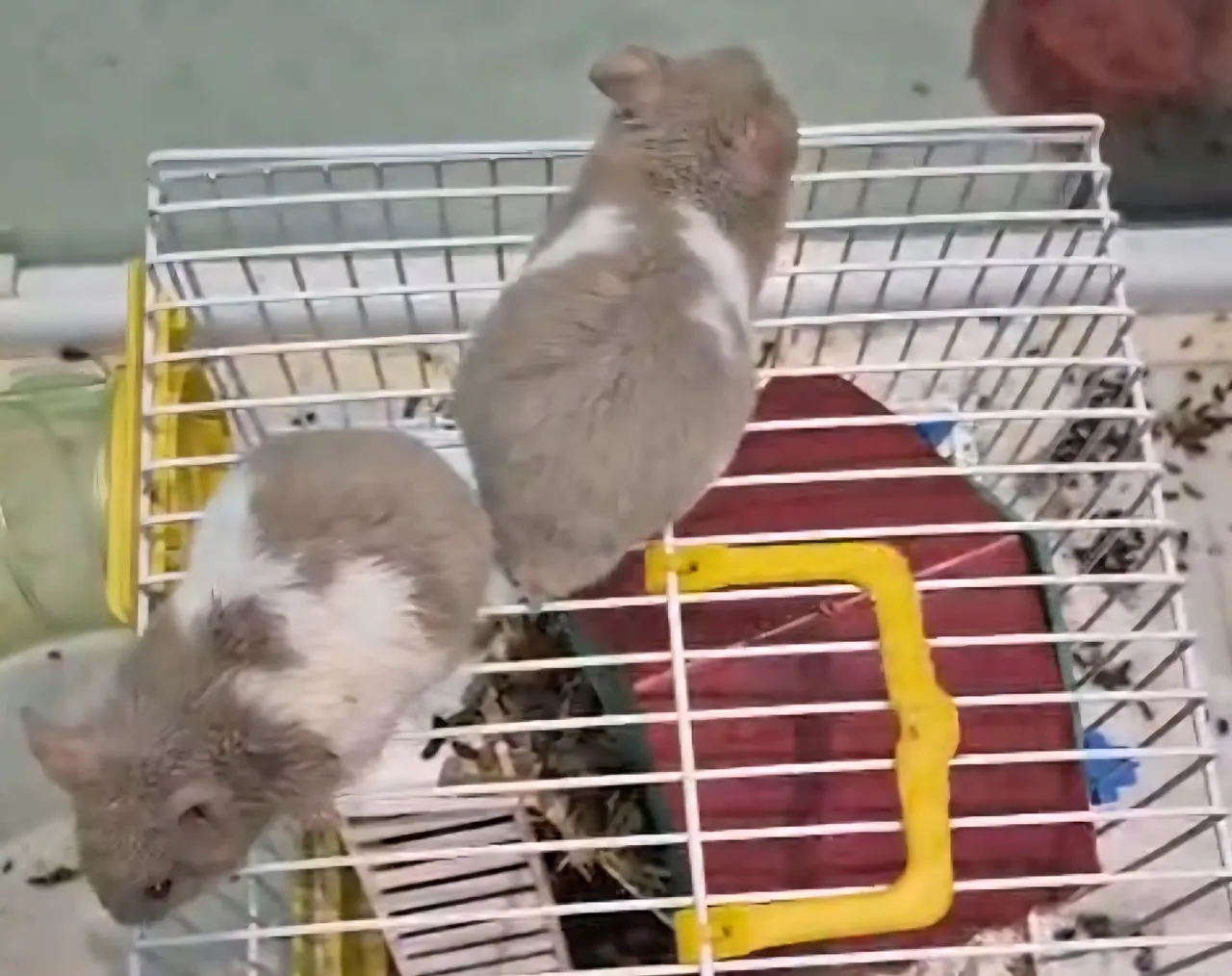 Hamsters