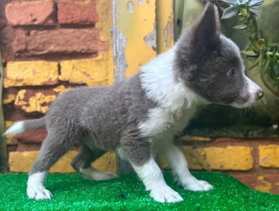  Border Collie azul