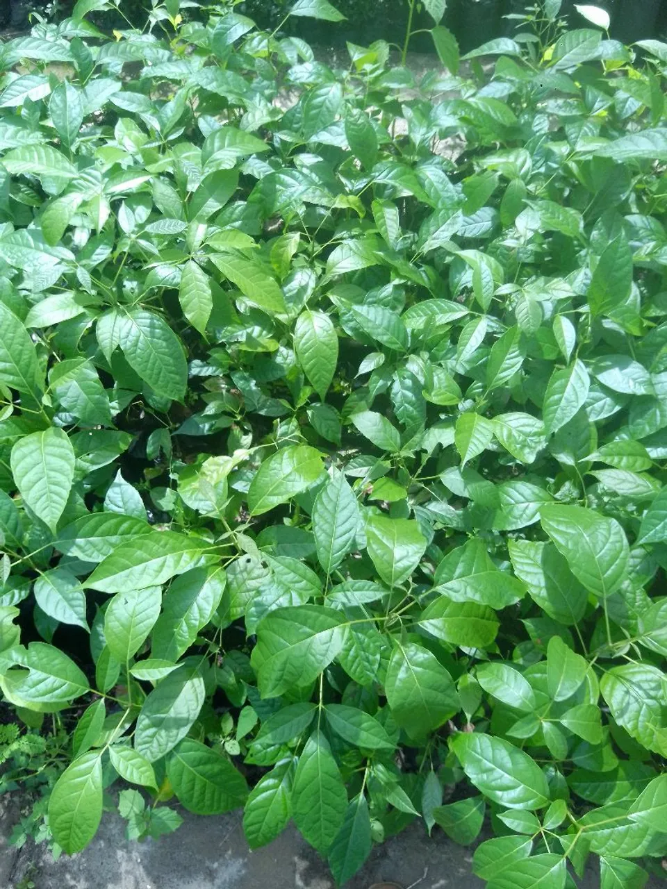 Mudas de ipê para arborização de quintais e urbanização.(Negociar)