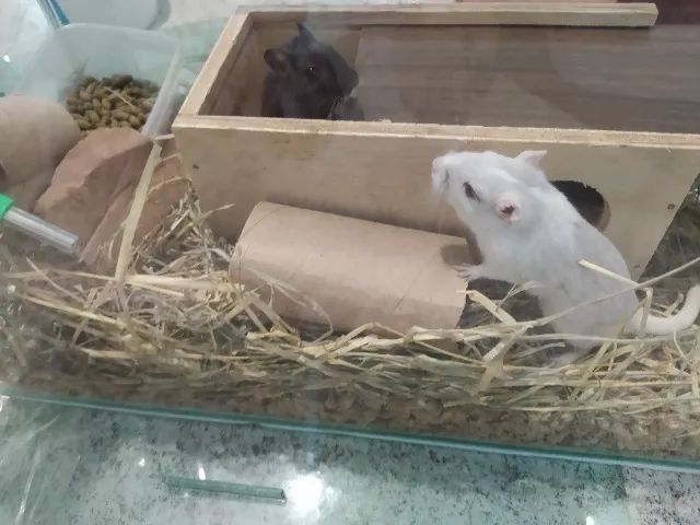 Dois gerbil irmãos