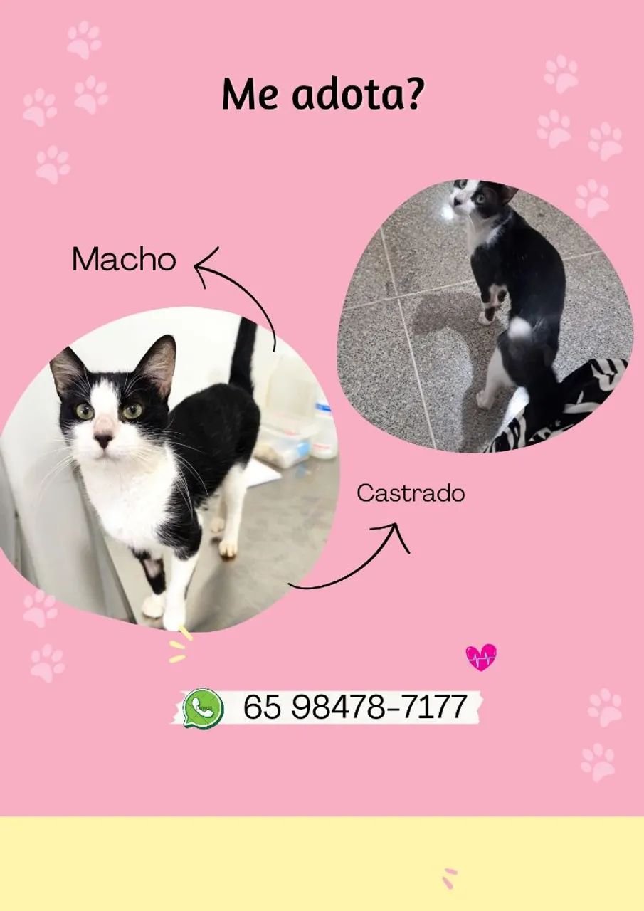 Gatinho preto e branco castrado para adoção