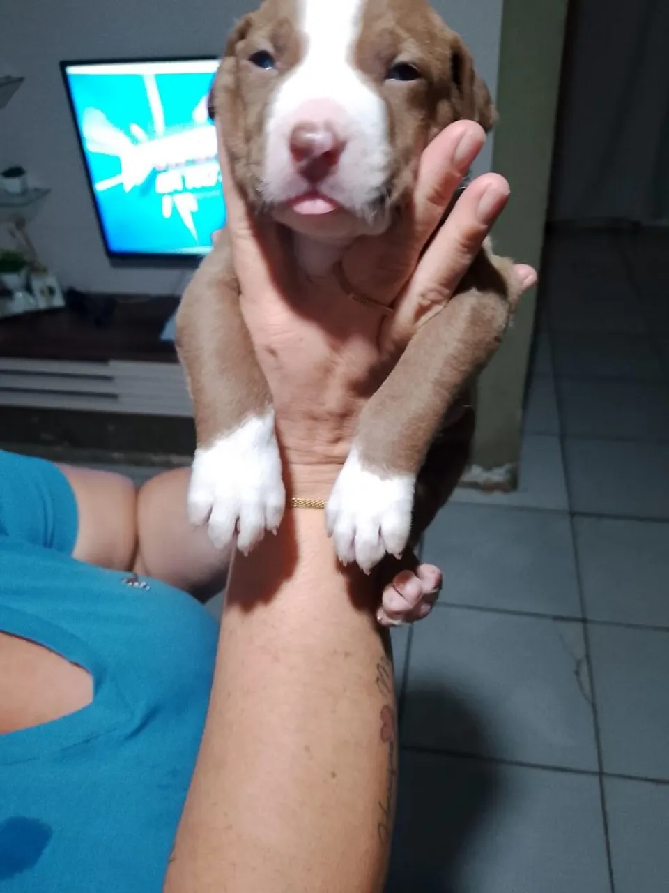 Filhote de Pitbull gigante disponível