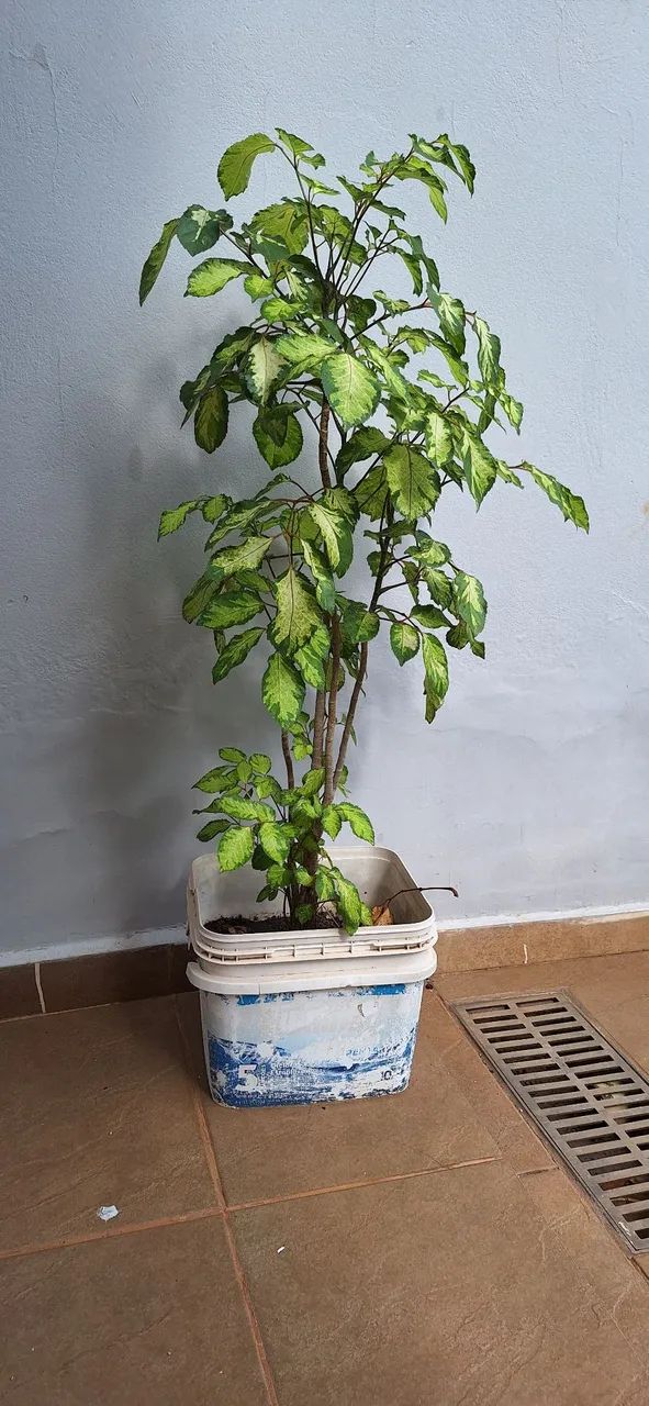 Planta natural com folhas variegadas 