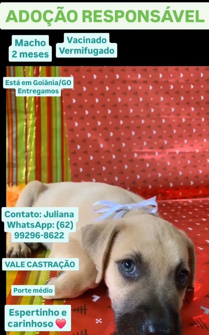 Filhote macho para Adoção Responsável  - Foto 2