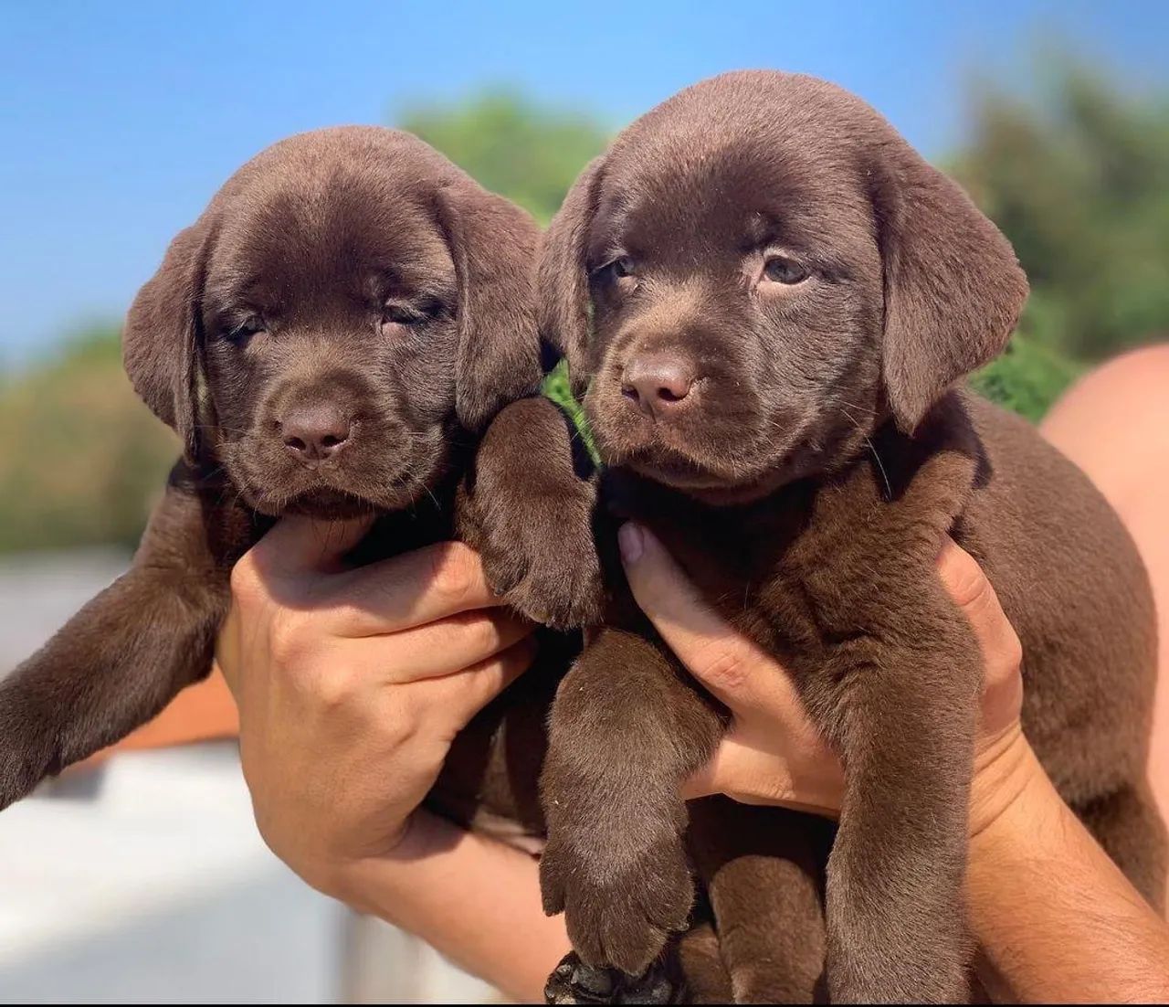 Filhotes de Labrador | Labrador com pedigree | Hero Dog?s 