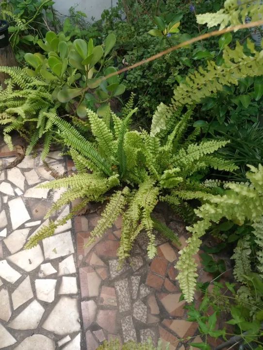 mudas de samambaia - Foto 3
