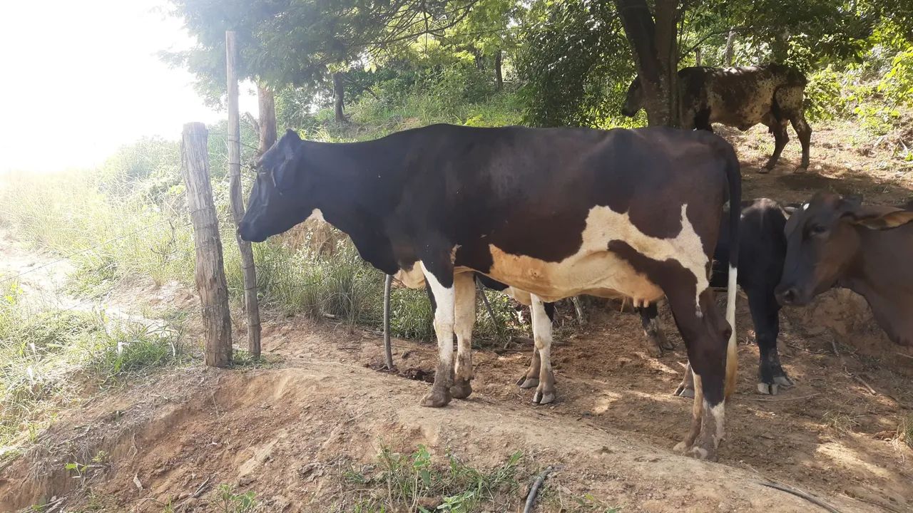 Duas bezerras leiteiras à venda - Foto 4