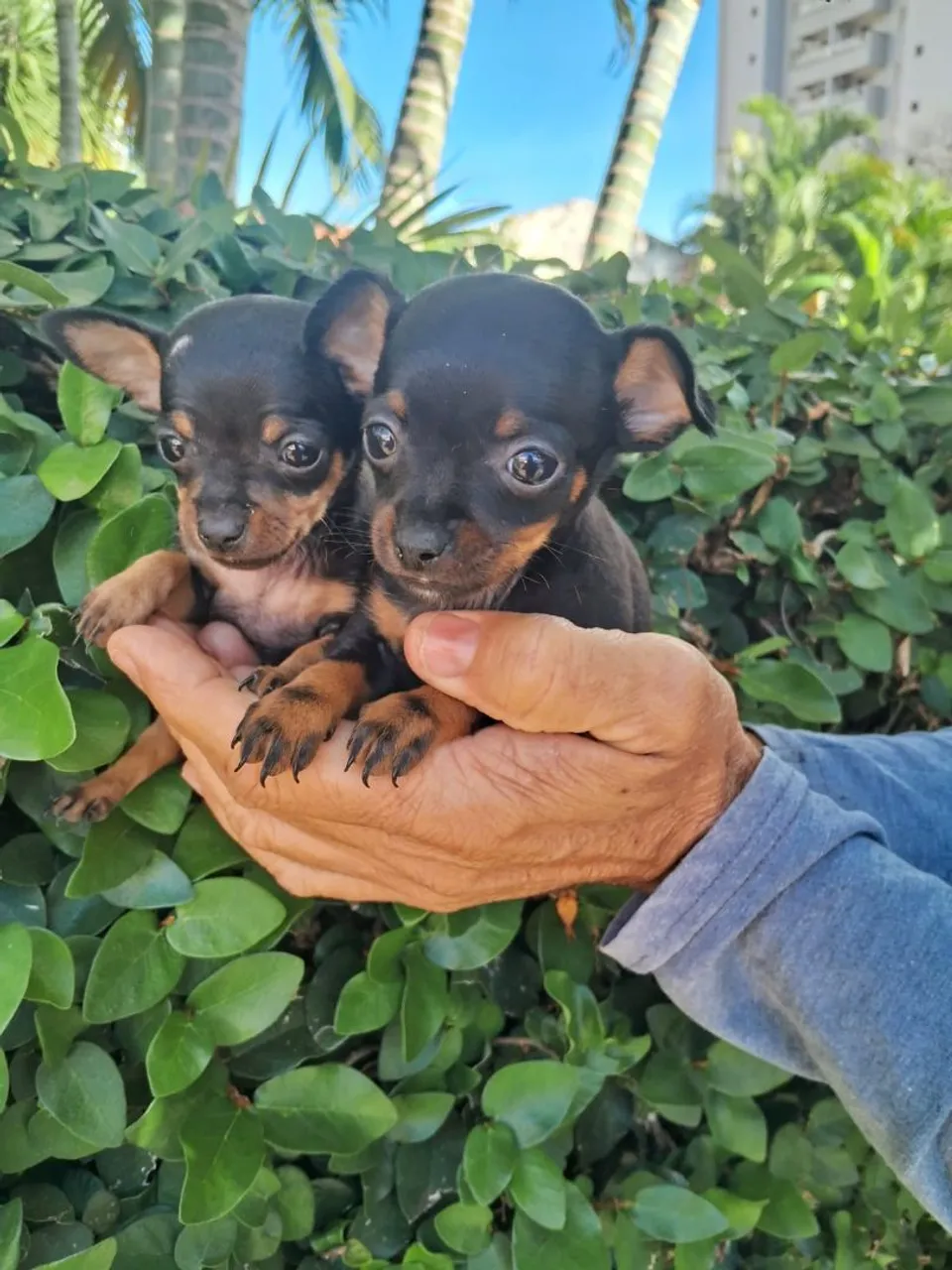 Filhotes de Pinscher