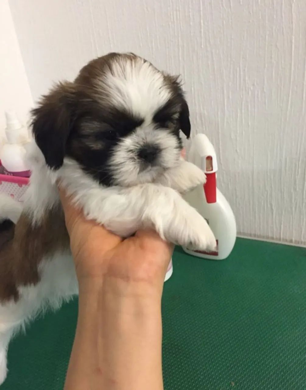 Filhotes Shih Tzu - Foto 2