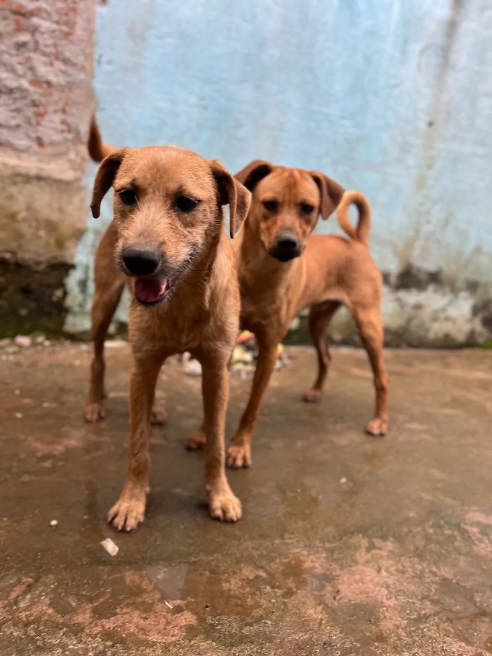 2 cachorros para adoção