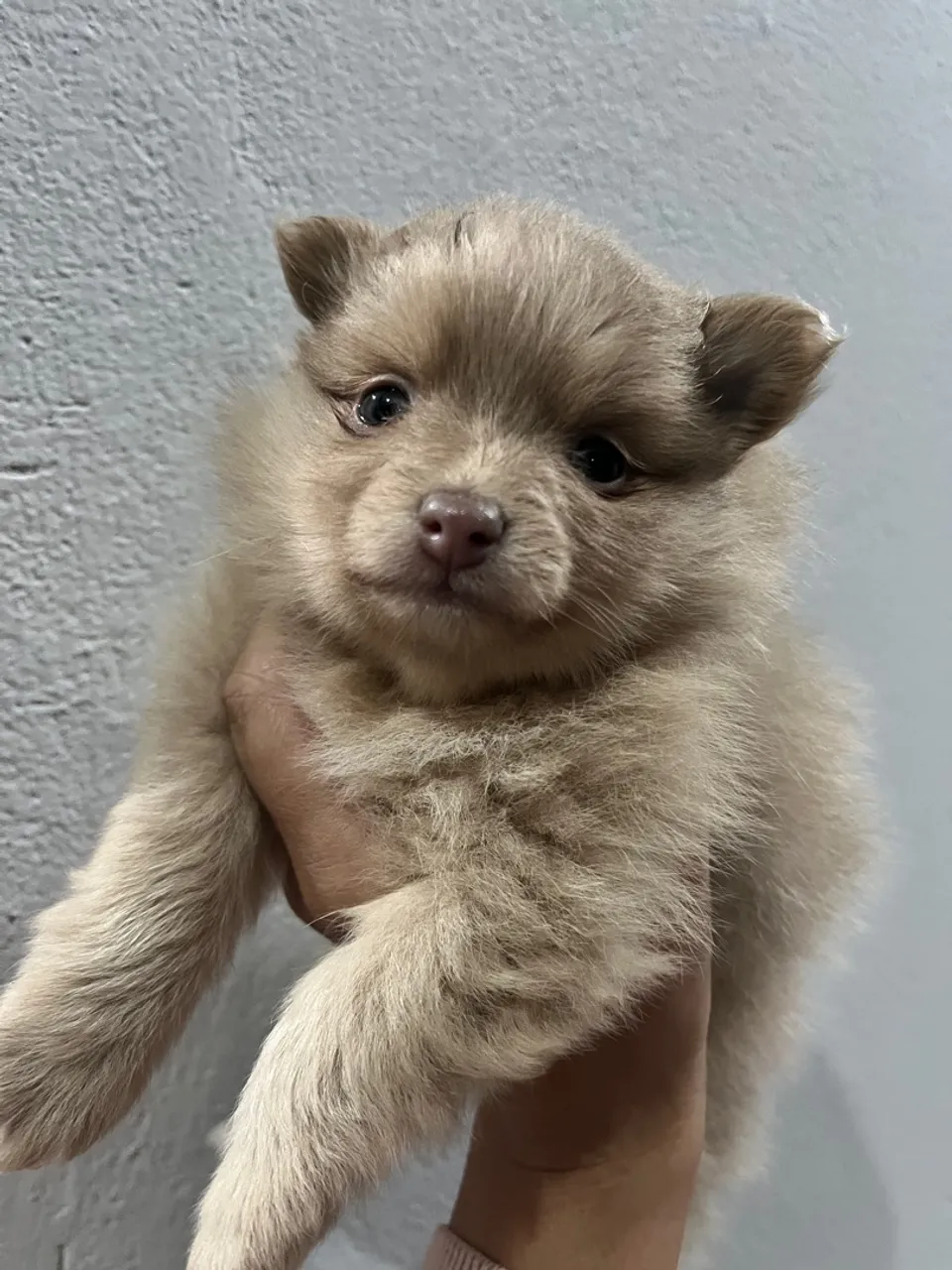 Filhote de Spitz Alemão disponível