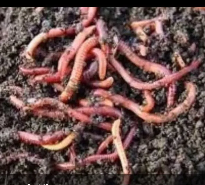 Minhocas para jardinagem e compostagem