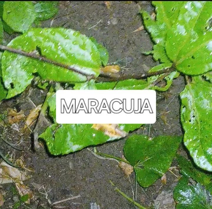 Mudas Frutiferas e outras Morangos Gigantes,  - Foto 6