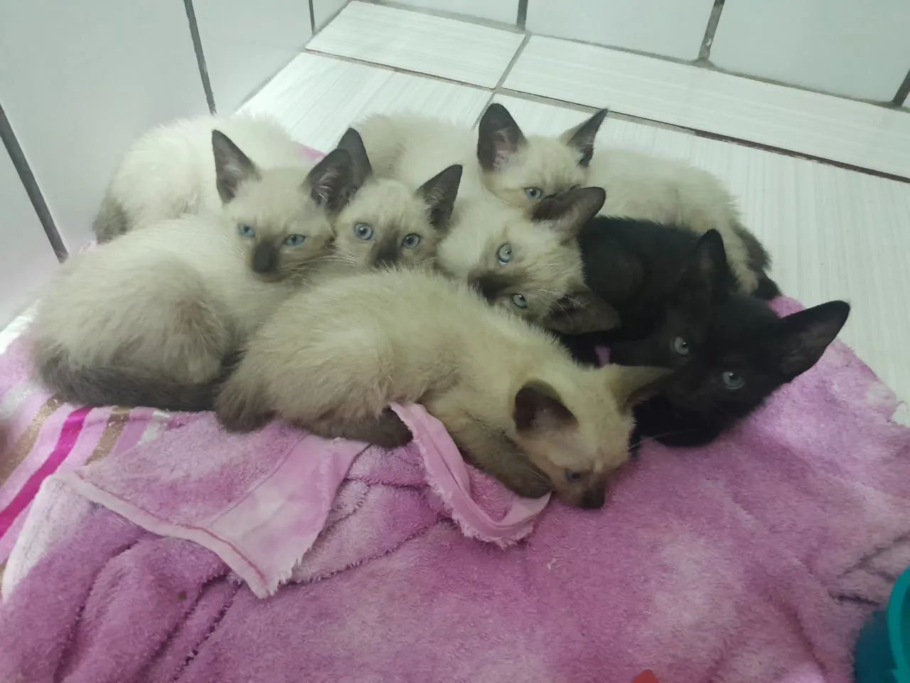 Gatinhos fofinhos para adoção