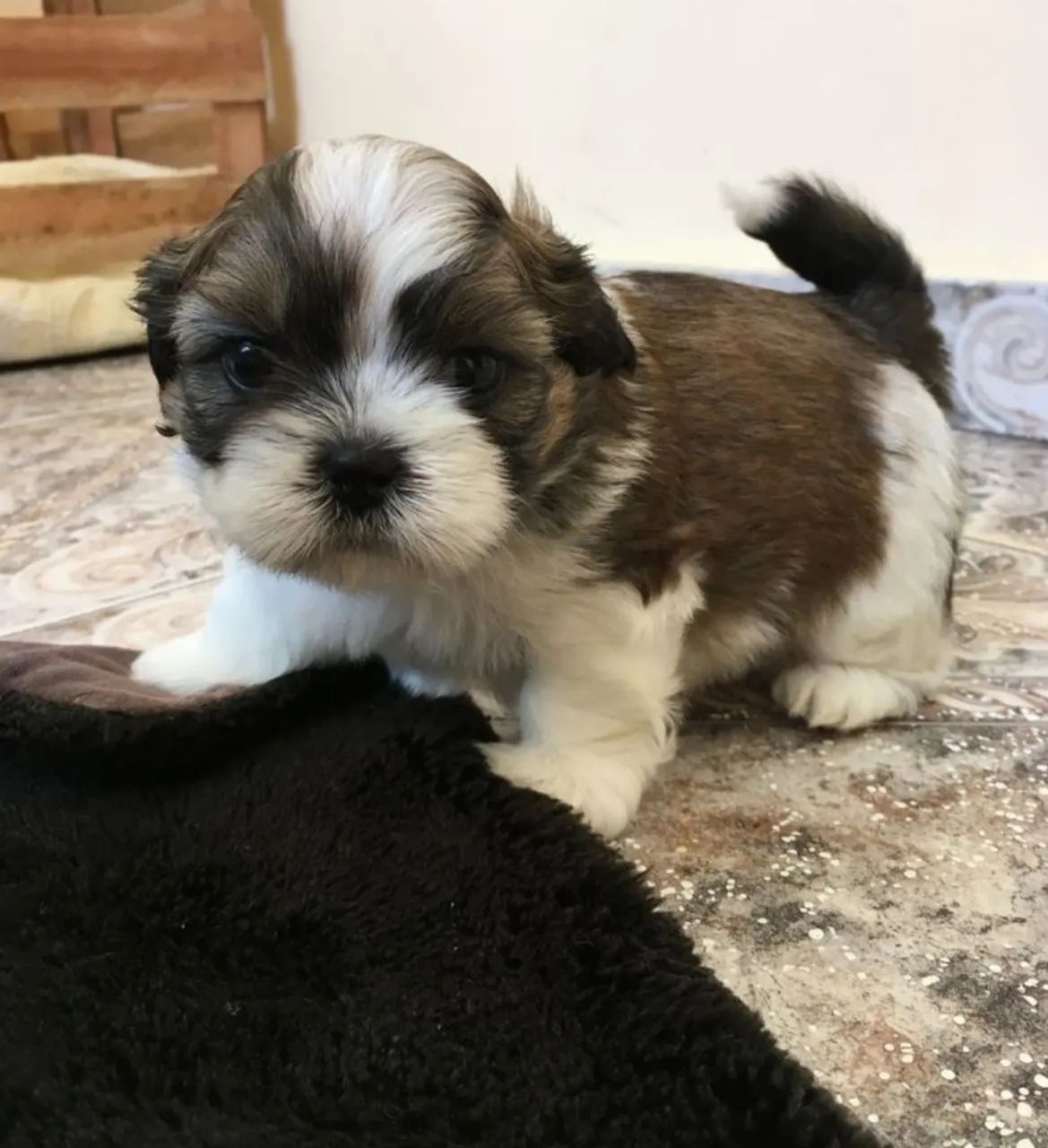 Filhotes Shih Tzu - Foto 3