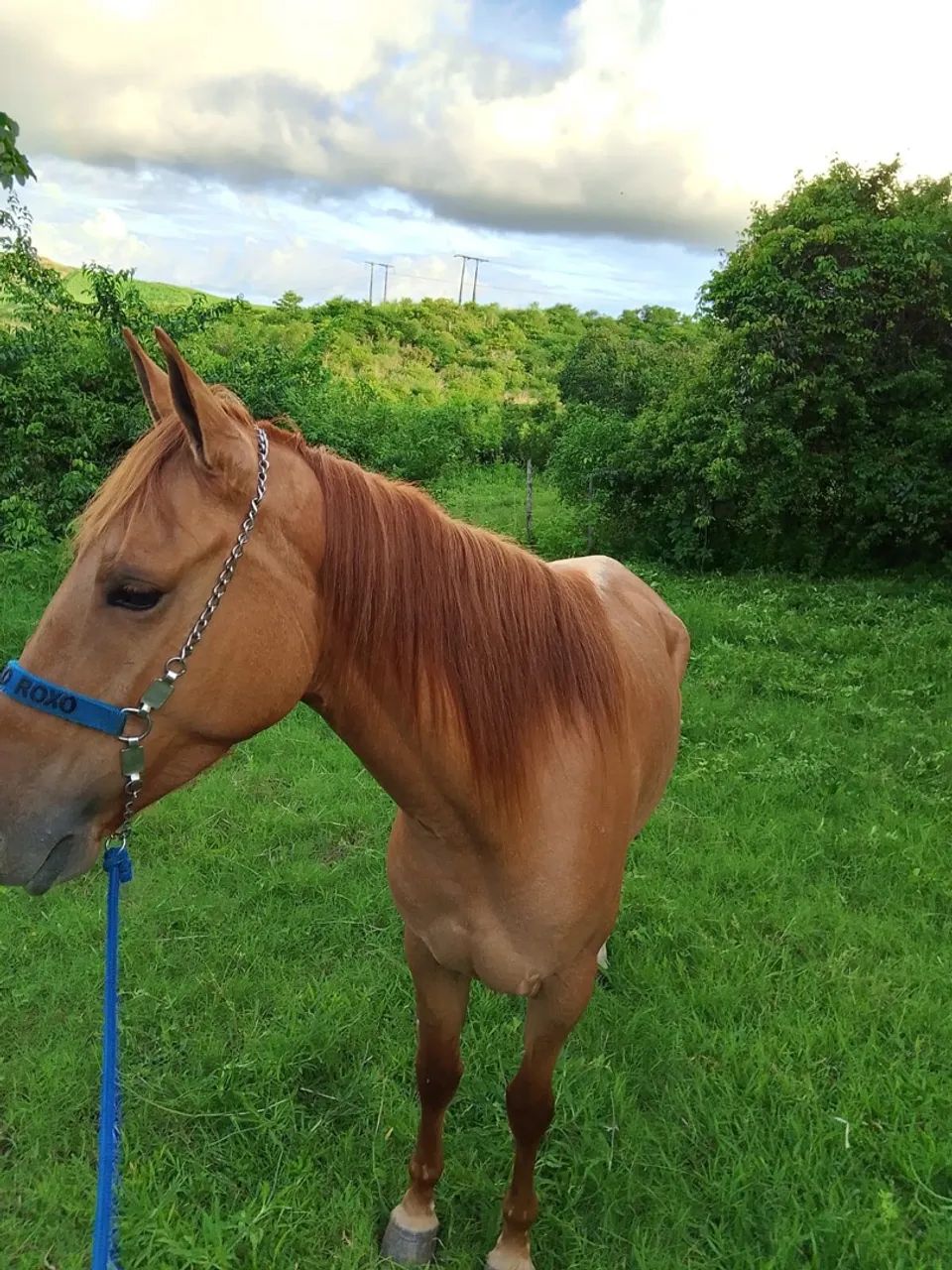 Égua para vender - Foto 2