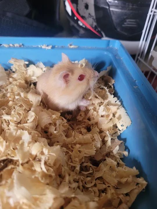 Hamster anão russo dourado +gaiola - Foto 4