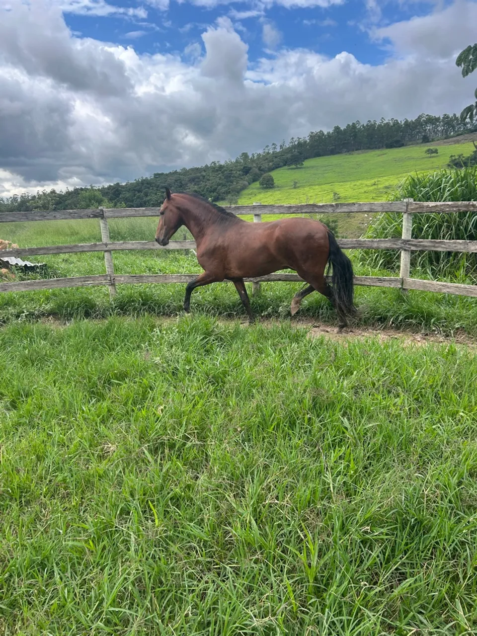 Cavalo mangalarga marchador