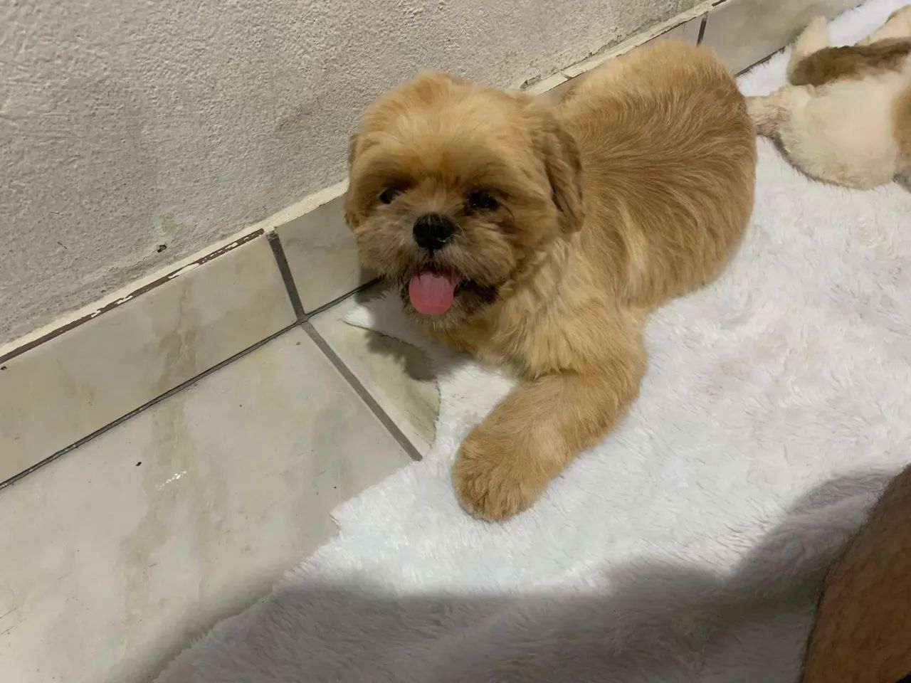 Filhote Shih Tzu lindo - Foto 4