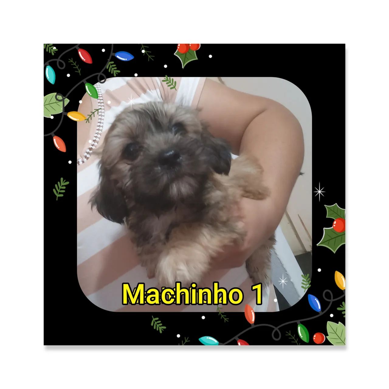 Filhote MACHINHO de shitzhu - Foto 6