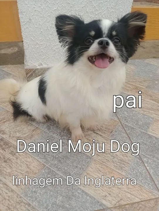 Chihuahua fêmea pelo longo 10x no cartão Linhagem Da Inglaterra  - Foto 3