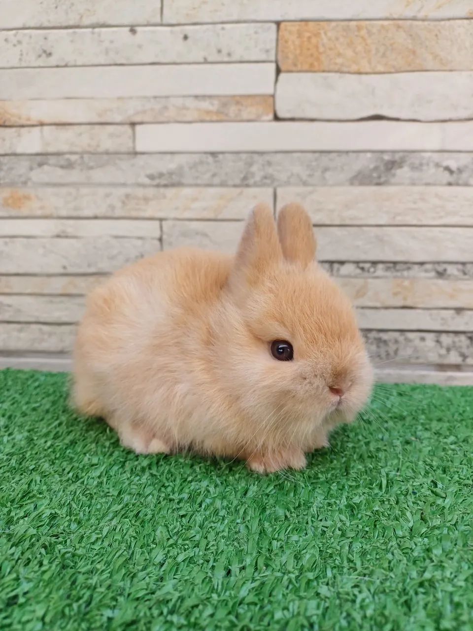Coelho anão * Netherland Dwarf * - Foto 4