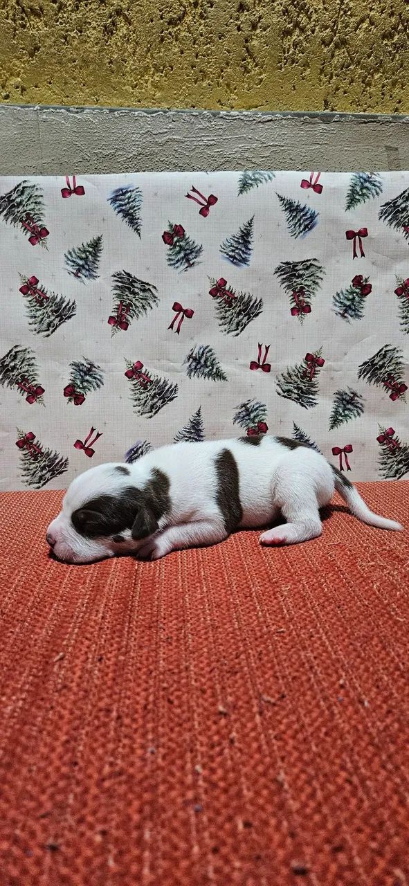 Filhote de pitbull red nose - Foto 5