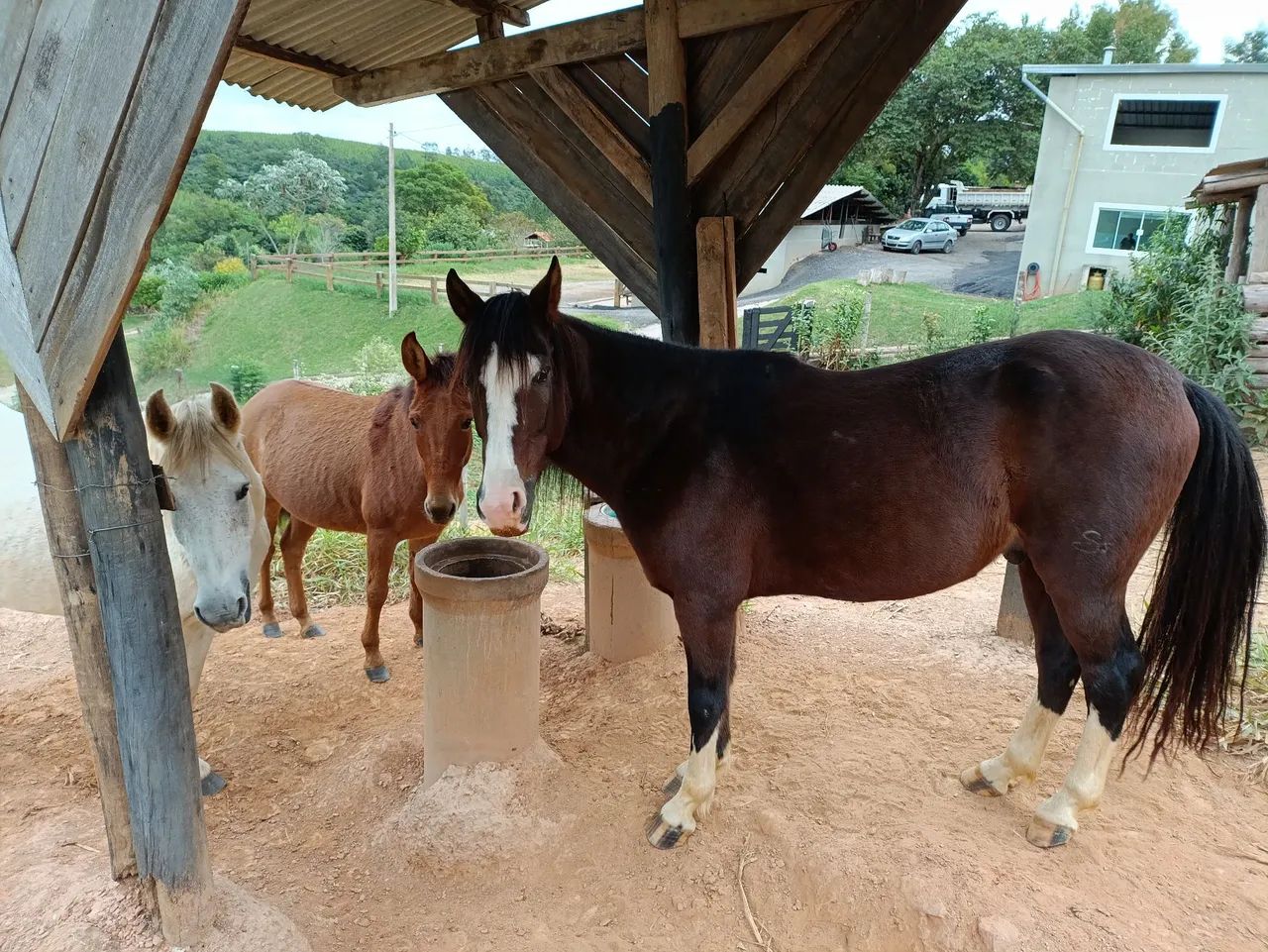 Cavalo manga larga Paulista - Foto 5